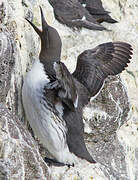 Common Murre