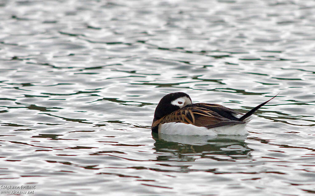 Long-tailed Duck male adult breeding, Behaviour