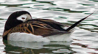 Long-tailed Duck