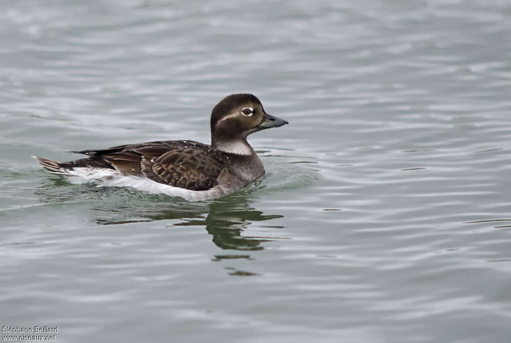 Long-tailed Duck female adult breeding, identification