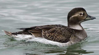 Long-tailed Duck