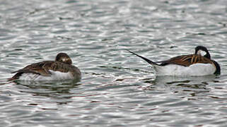 Long-tailed Duck