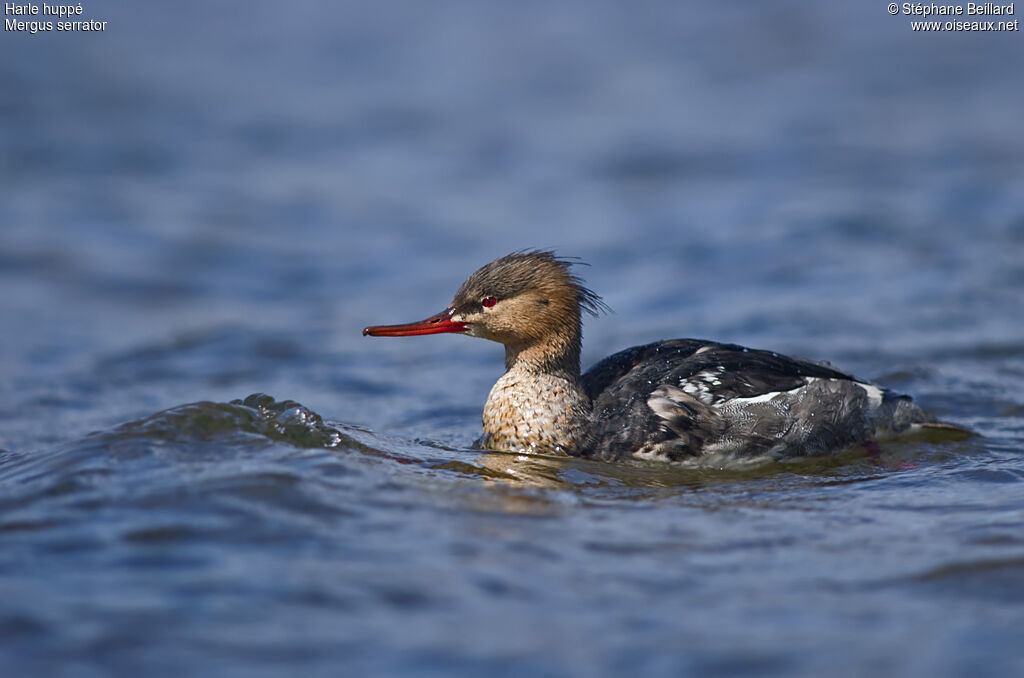 Red-breasted Merganser