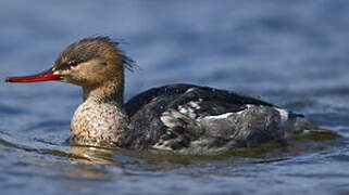 Red-breasted Merganser