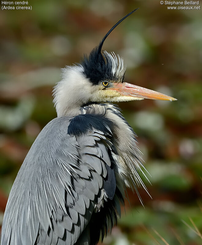 Grey Heron