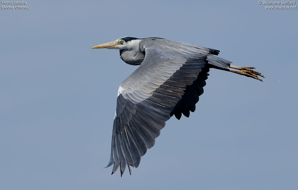 Grey Heron