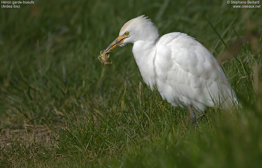 Western Cattle Egret