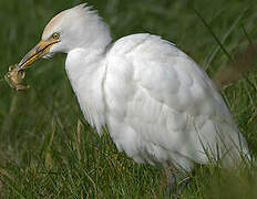 Western Cattle Egret