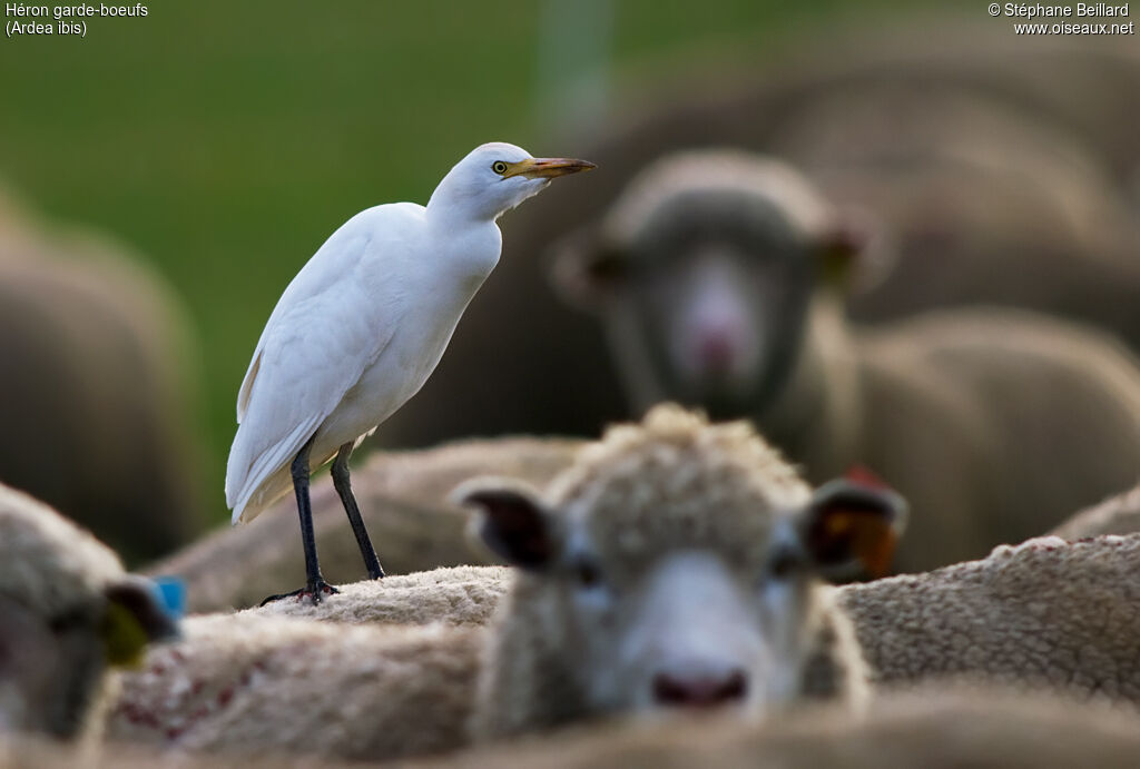 Western Cattle Egret