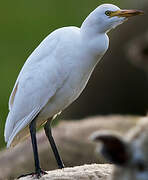 Western Cattle Egret