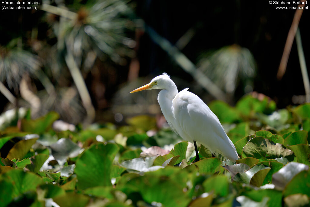 Medium Egret