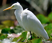 Medium Egret