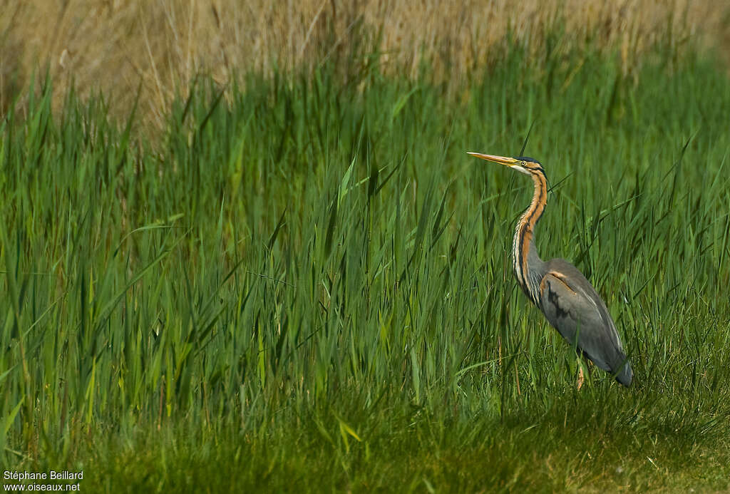 Purple Heronadult breeding, habitat