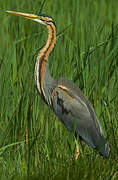 Purple Heron