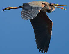 Purple Heron