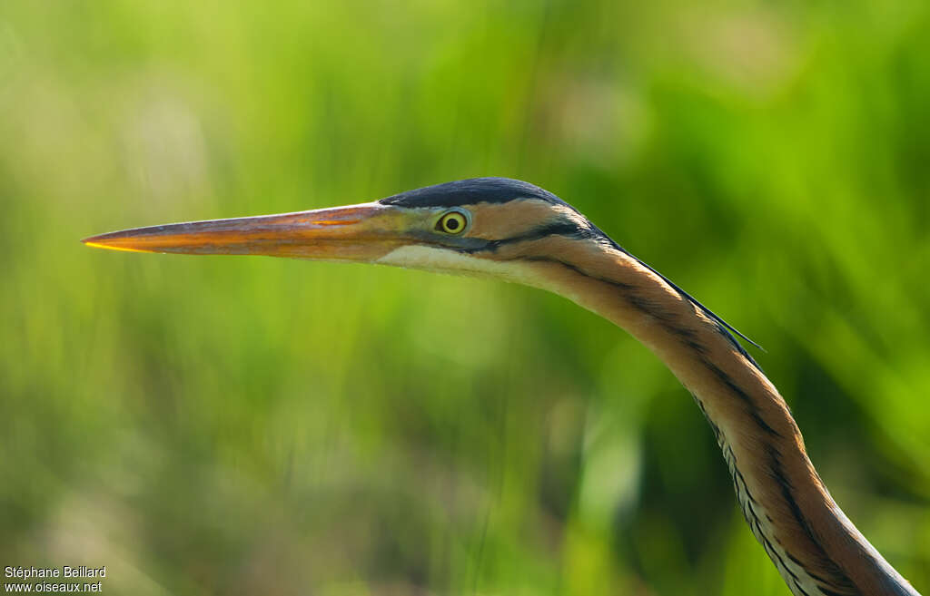 Purple Heronadult breeding, close-up portrait