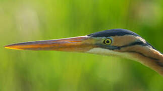 Purple Heron