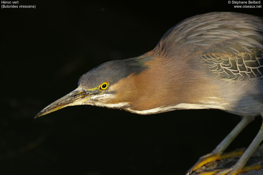 Green Heron