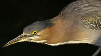 Green Heron