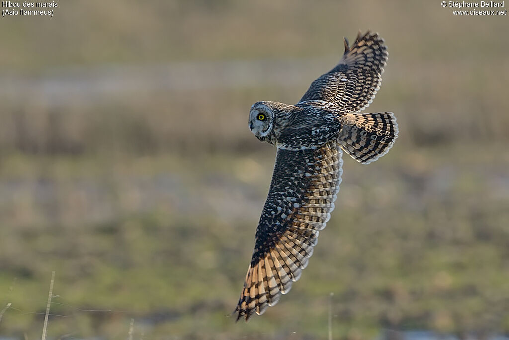 Short-eared Owl