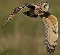 Short-eared Owl