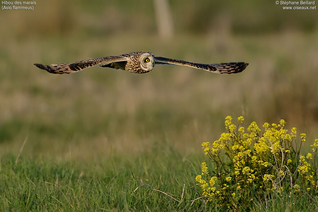 Hibou des marais