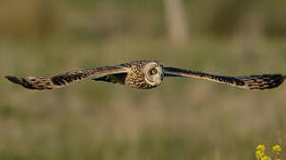 Short-eared Owl