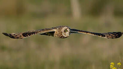 Hibou des marais