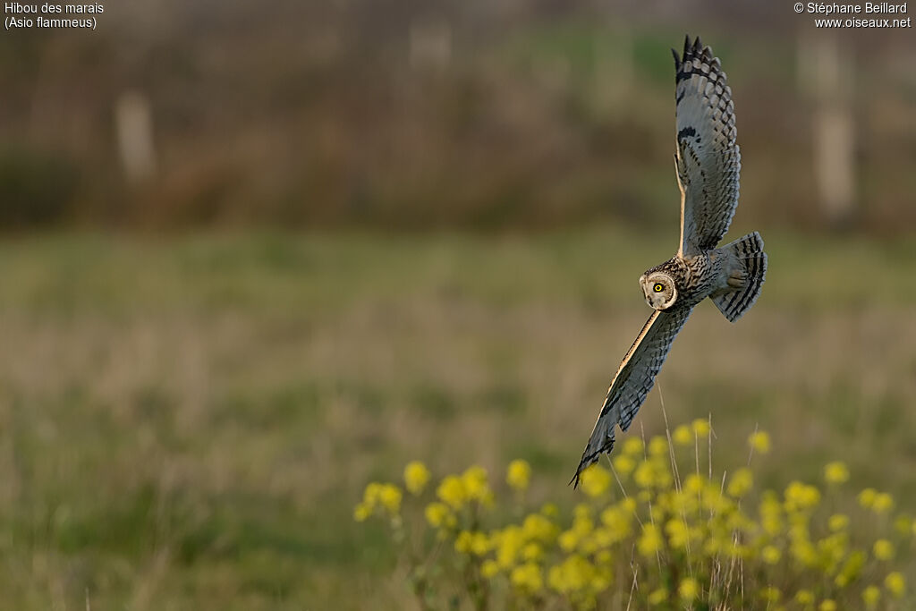 Hibou des marais