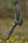 Short-eared Owl