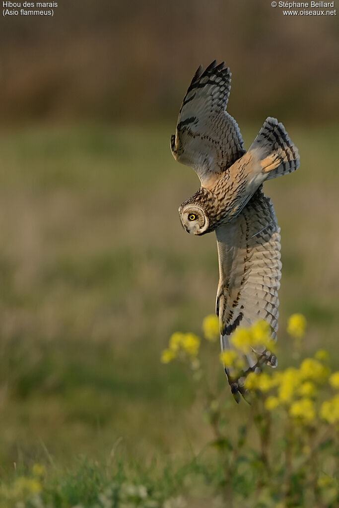 Hibou des marais