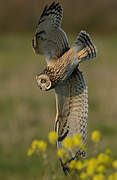 Short-eared Owl