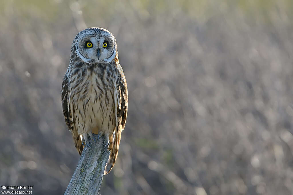 Hibou des maraisadulte, identification