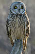 Hibou des marais