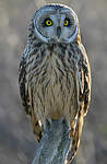 Hibou des marais