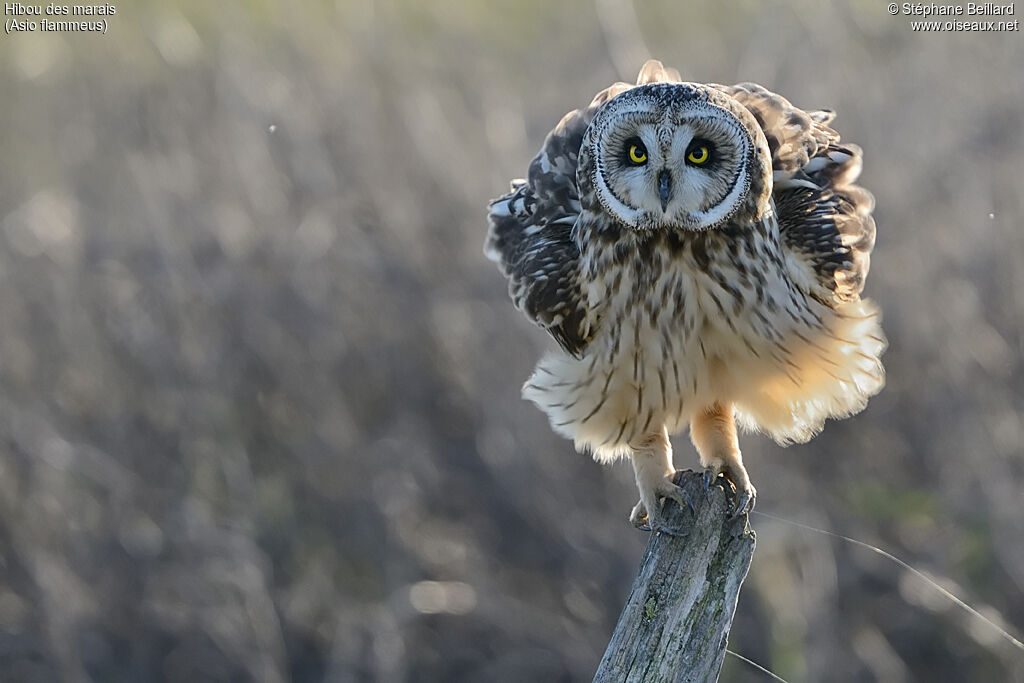 Hibou des marais