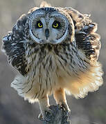 Short-eared Owl