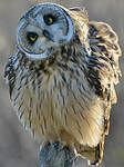 Hibou des marais