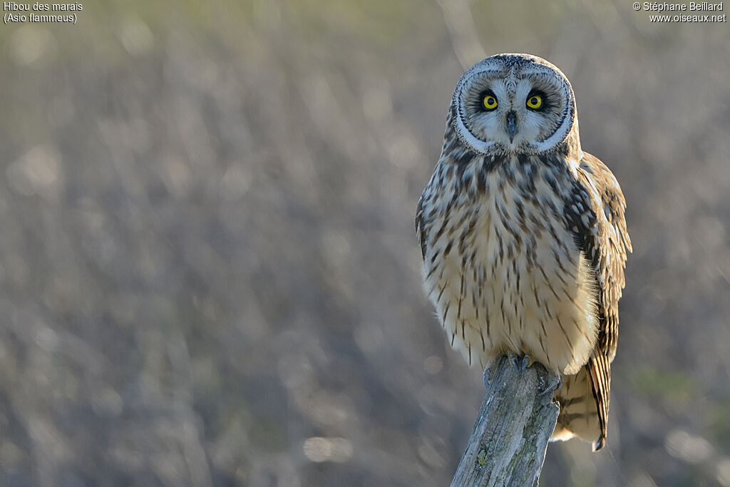 Hibou des marais