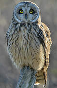 Short-eared Owl