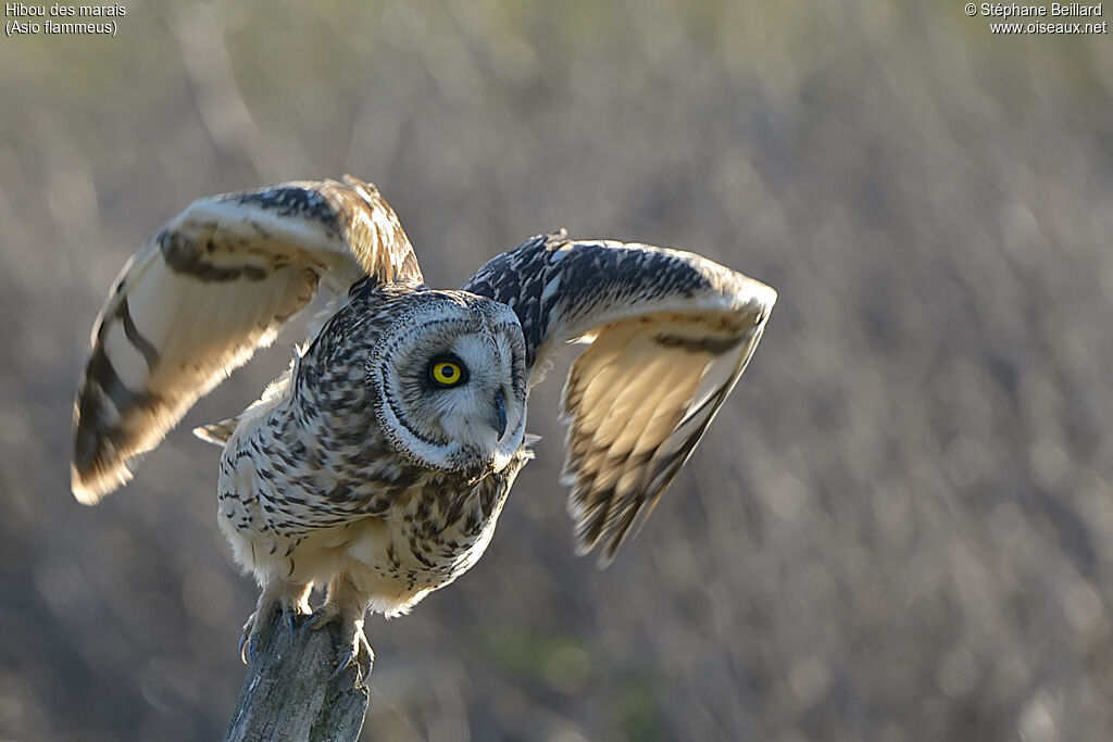 Hibou des marais