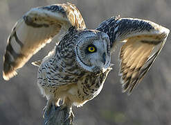 Short-eared Owl