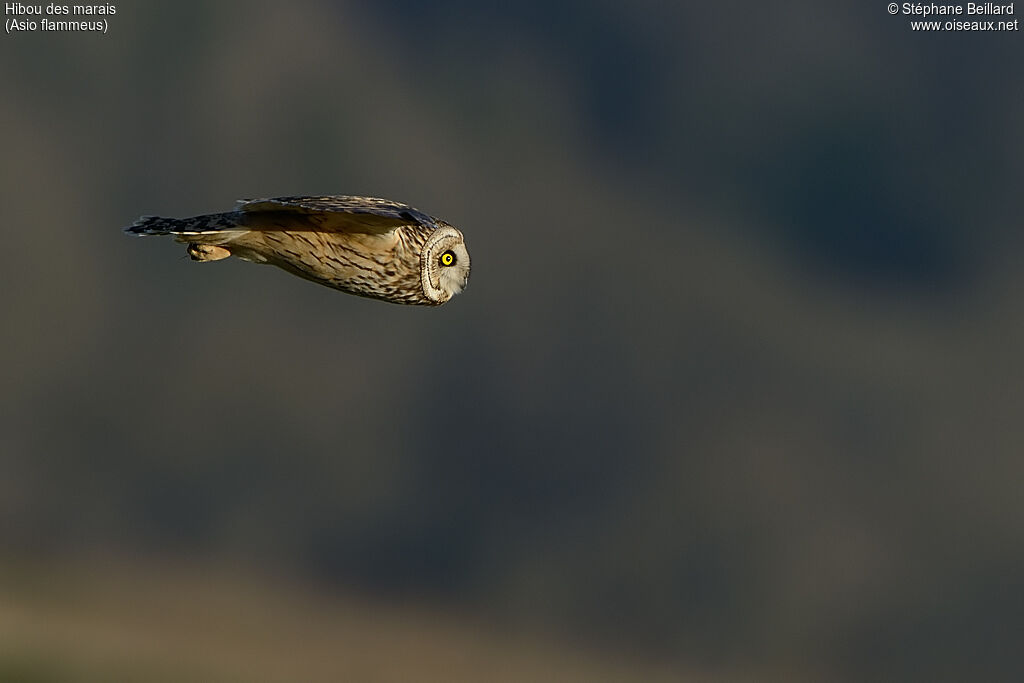 Hibou des marais