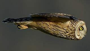 Short-eared Owl