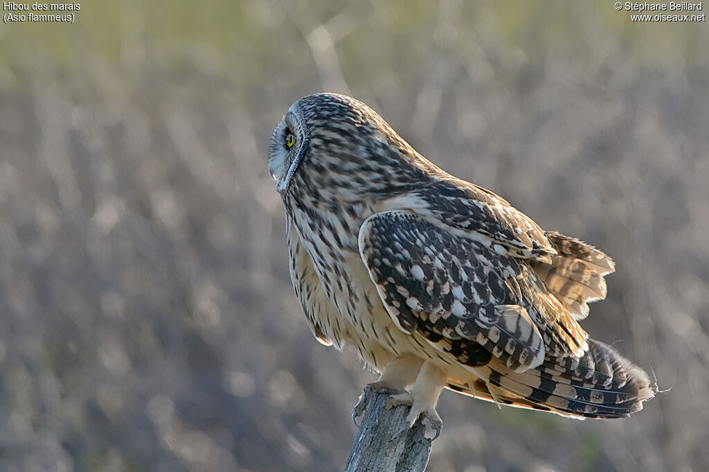 Hibou des marais