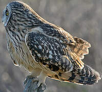 Hibou des marais