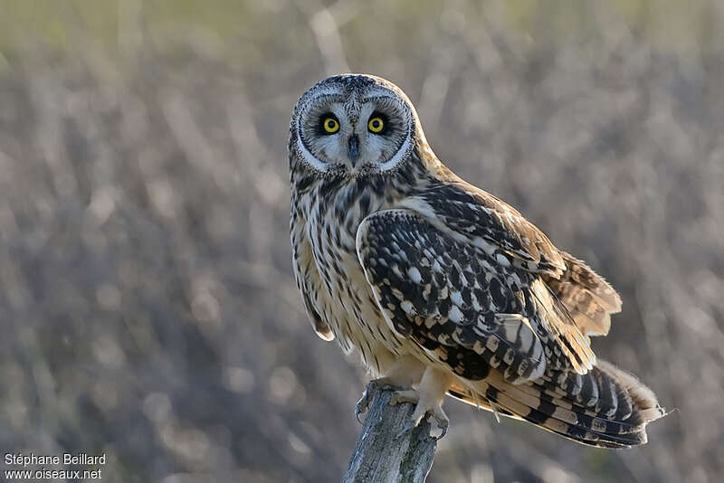 Hibou des maraisadulte nuptial, identification