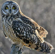 Short-eared Owl