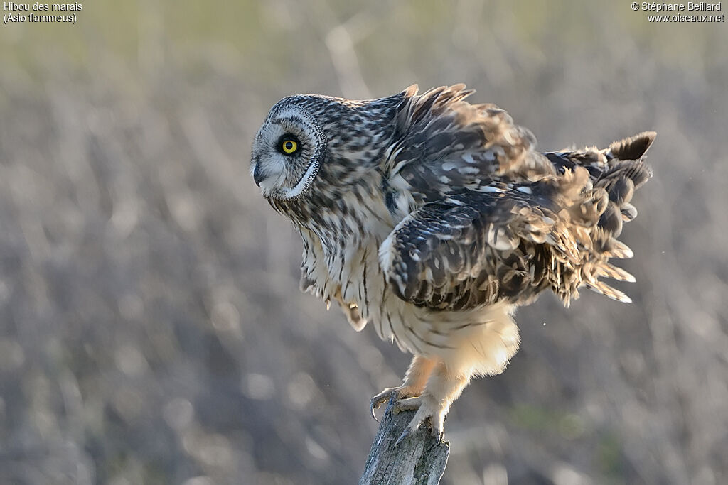 Hibou des marais