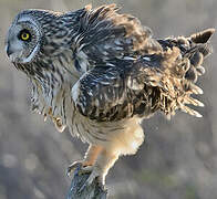 Short-eared Owl